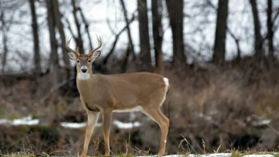 Stone State Park