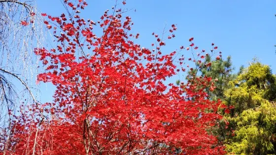 韓宅植物園