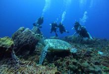 Tobago Dive Experience购物图片