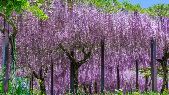 Kazahayanosato -Kappa No Furusato-