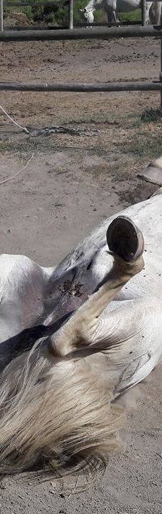 Domaine de la Palissade-阿尔勒