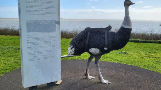 Birdman of the Coorong