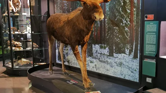 Natural History Museum of Central Finland