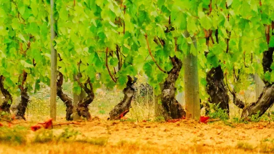 Venturi-Schulze Vineyards