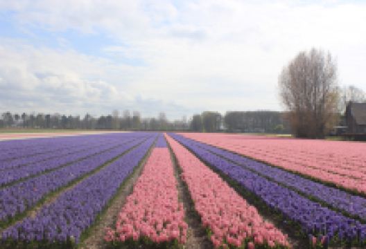 Old Zandvliet Farm景点图片