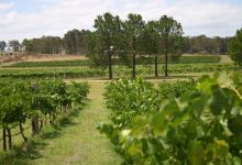 Pierre's Wines景点图片