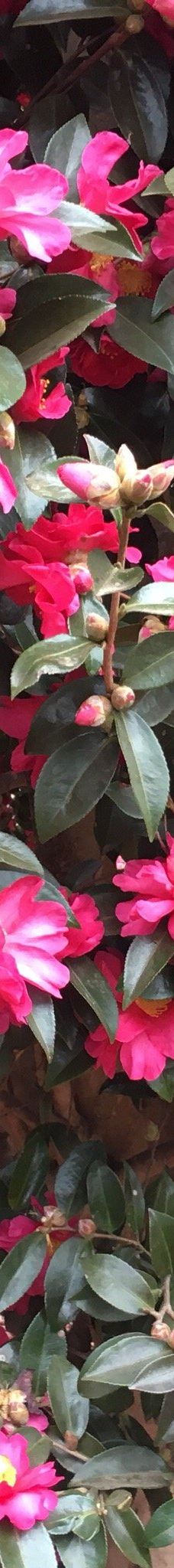 为美里山茶树群-西归浦市