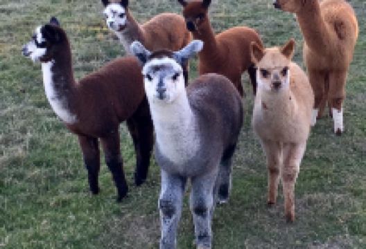 Faerie Tale Farm Alpacas景点图片
