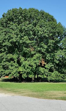 Parco della Pellerina-都灵