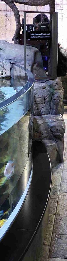 迪拜水族馆和水下动物园-迪拜-geniuslxy