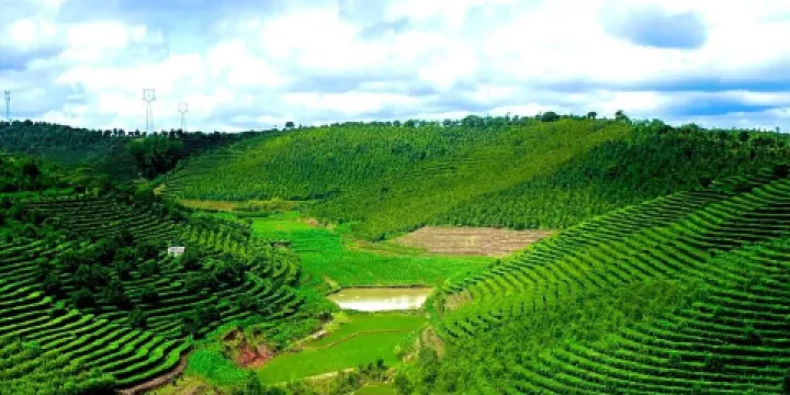 雲南景洪大渡崗萬畝茶山