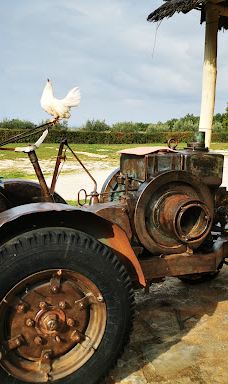 Jama - Grotta Baredine-Gedici