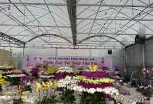 Khu sản xuất hoa lan Hải Hà CNC景点图片