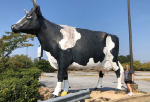 Kadie the Cow of Columbus景点图片