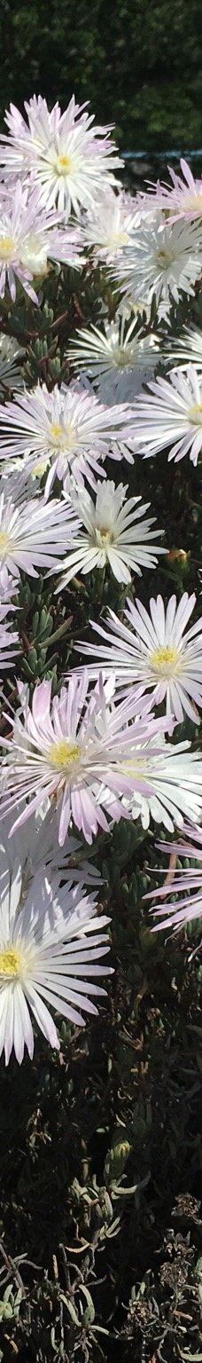 Yoshiumi Rose Park-今治市