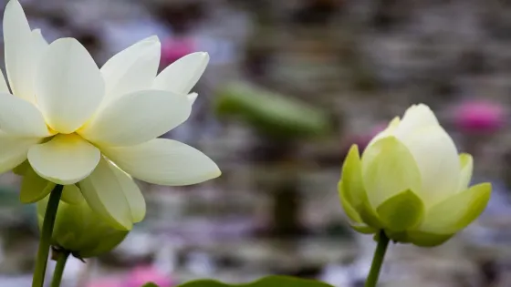 Blue Lotus Water Garden