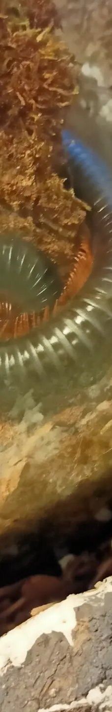 Casa delle Farfalle-米兰马瑞提那