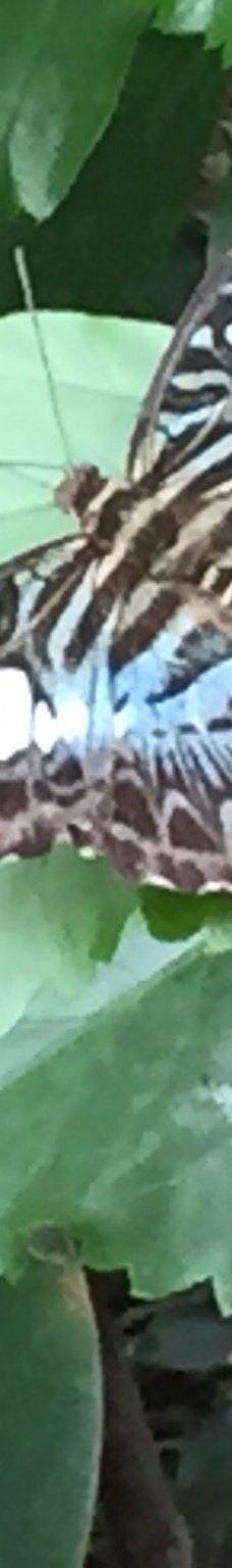 Casa delle Farfalle-米兰马瑞提那