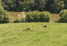 Vanatori Neamt Nature Park景点图片