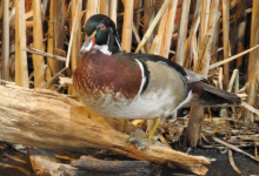Horicon Marsh Explorium景点图片