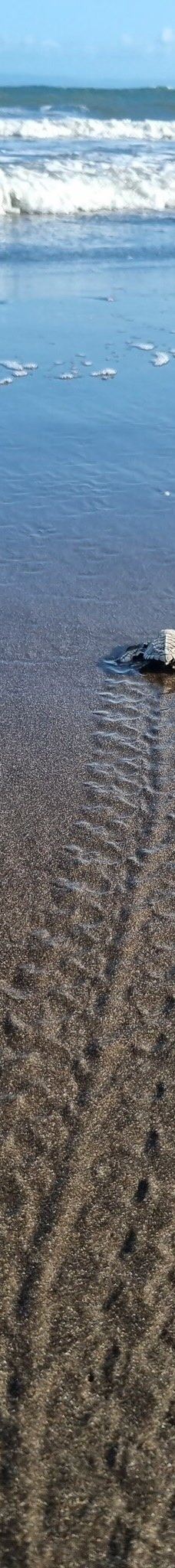 Kurma Asih Sea Turtle Conservation Center-巴厘岛