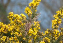 RSPB Labrador Bay Nature Reserve景点图片