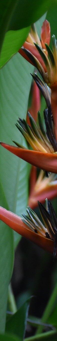 Jardin Creole-勒马兰