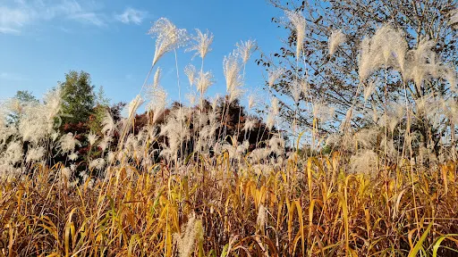 順天支石墓公園