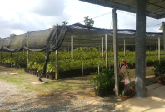 สาวพันธุ์ไม้ - Jame&Sao's Garden Centre购物图片