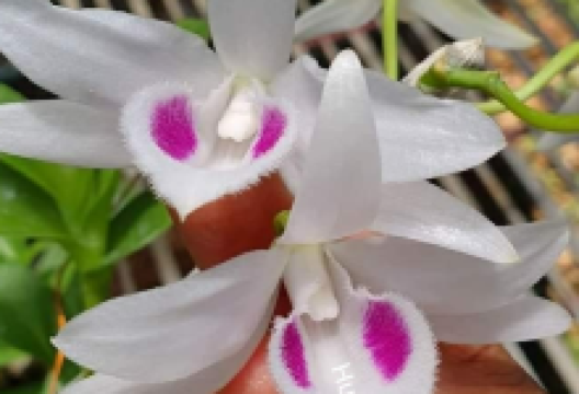 Vườn Lan Rừng Song Anh景点图片