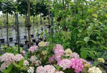 Containerbaumschulen Wilhelm Lamprecht景点图片