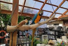 Semaphore Pets and Garden购物图片