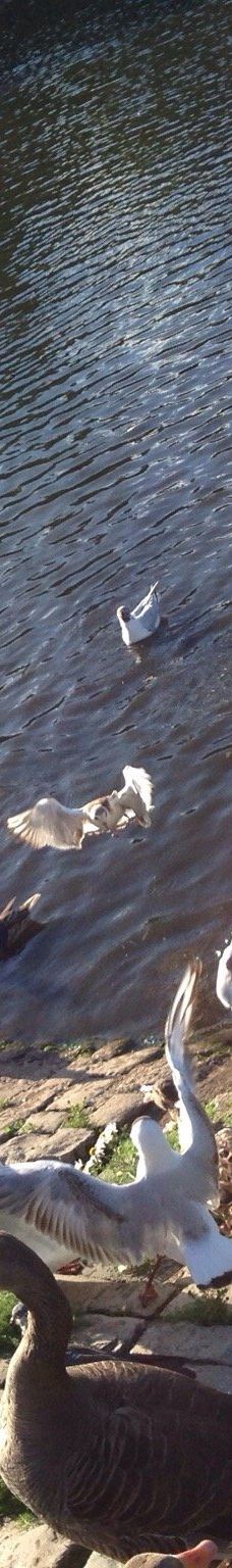 维多利亚公园-贝尔法斯特