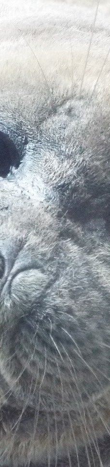 仙台海洋森林水族馆-仙台