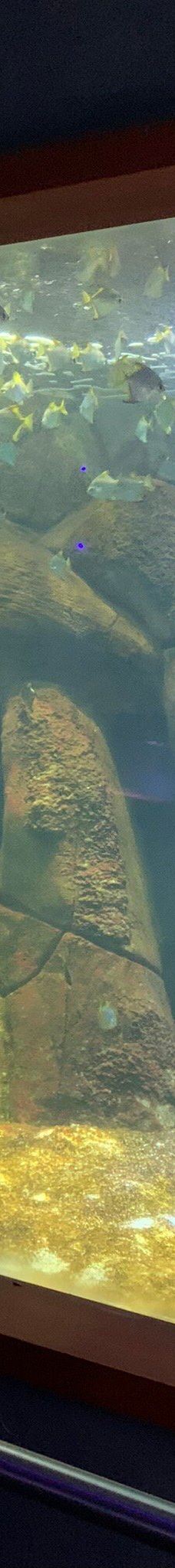 Deniz Dunyasi-安卡拉