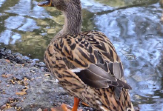 Bentley Wildfowl & Motor Museum景点图片
