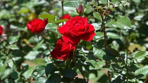 Raleigh Little Theatre Rose Garden