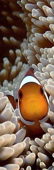 庆良间诸岛-座间味村