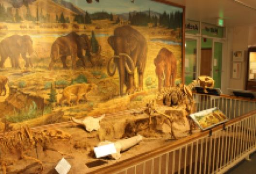 Utah State University Eastern Prehistoric Museum景点图片