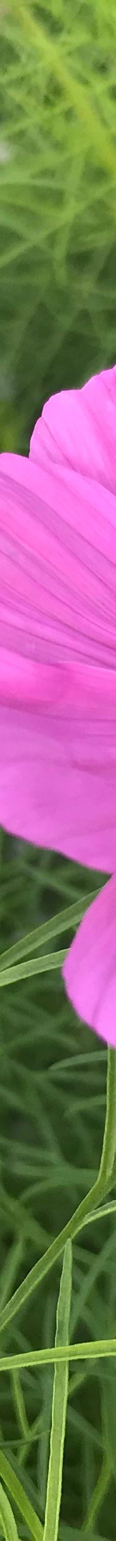 National Trust - Fell Foot-Staveley-in-Cartmel