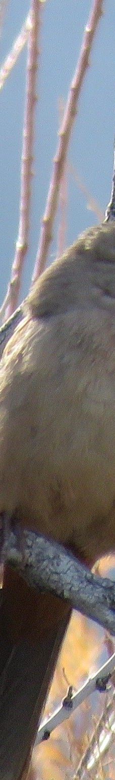 Big Bend of the Colorado-拉芙琳