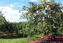 Apple Barrel Orchards景点图片