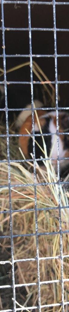 Tiergehege Waldhaus-莫尔斯多夫-泰希沃尔夫拉姆斯多夫