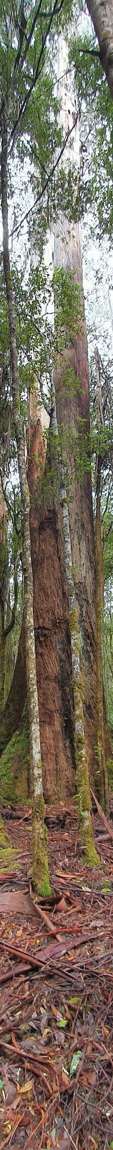 Tall Trees Walk-Mount Field