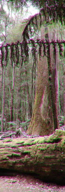 Tall Trees Walk-Mount Field