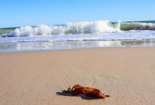 Public beach access #23景点图片