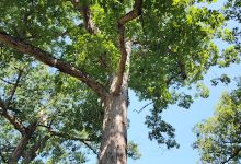 Sauk Lake Trail North Picnic Grove景点图片