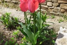 Yörük beyi konağı景点图片