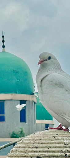 Anwar Mosque-亚的斯亚贝巴