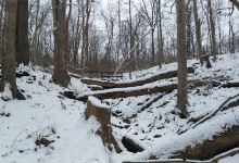 Fort Thomas Landmark Tree Trail景点图片